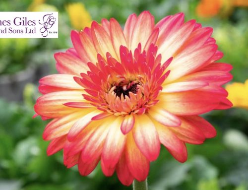 You Don’t Have to Start Over: Compassionate Reflections for the New Year